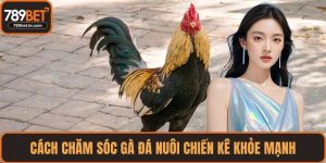 cách chăm sóc gà đá