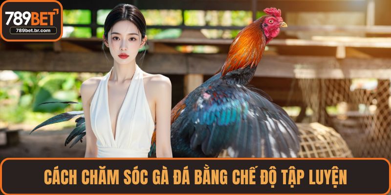 Cách chăm sóc gà đá bằng chế độ tập luyện