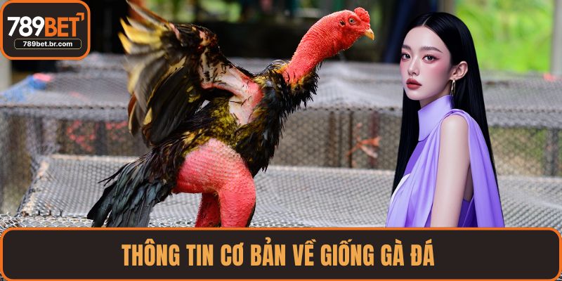 Thông tin cơ bản về giống gà đá 